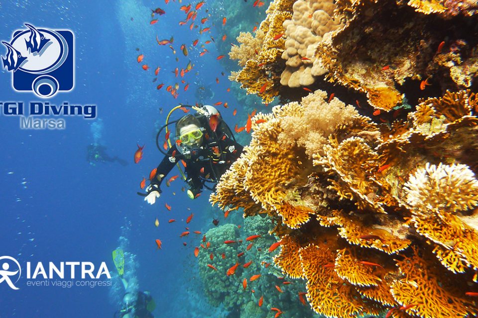 Diving Mar Rosso